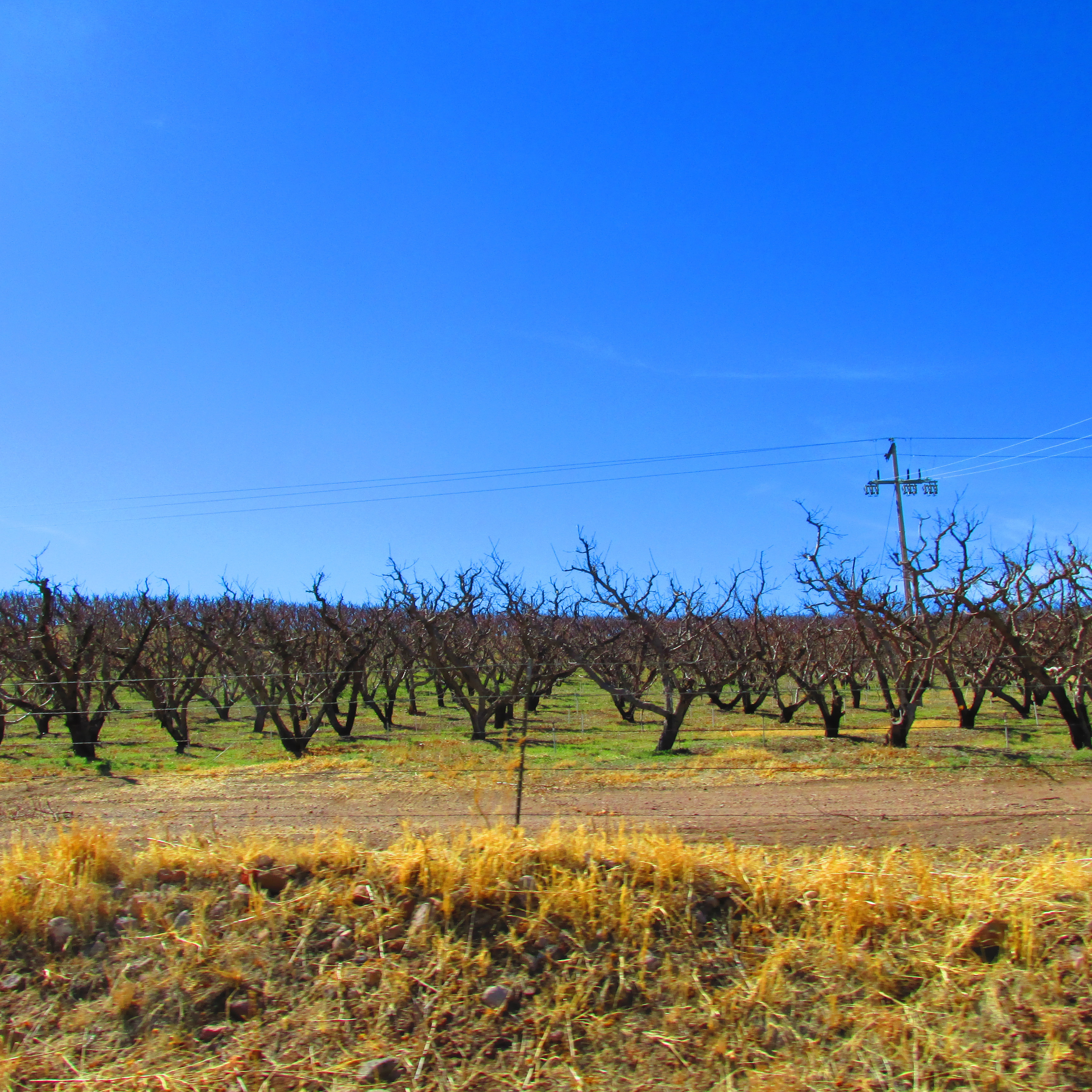 Orchards in Colonia Juarez